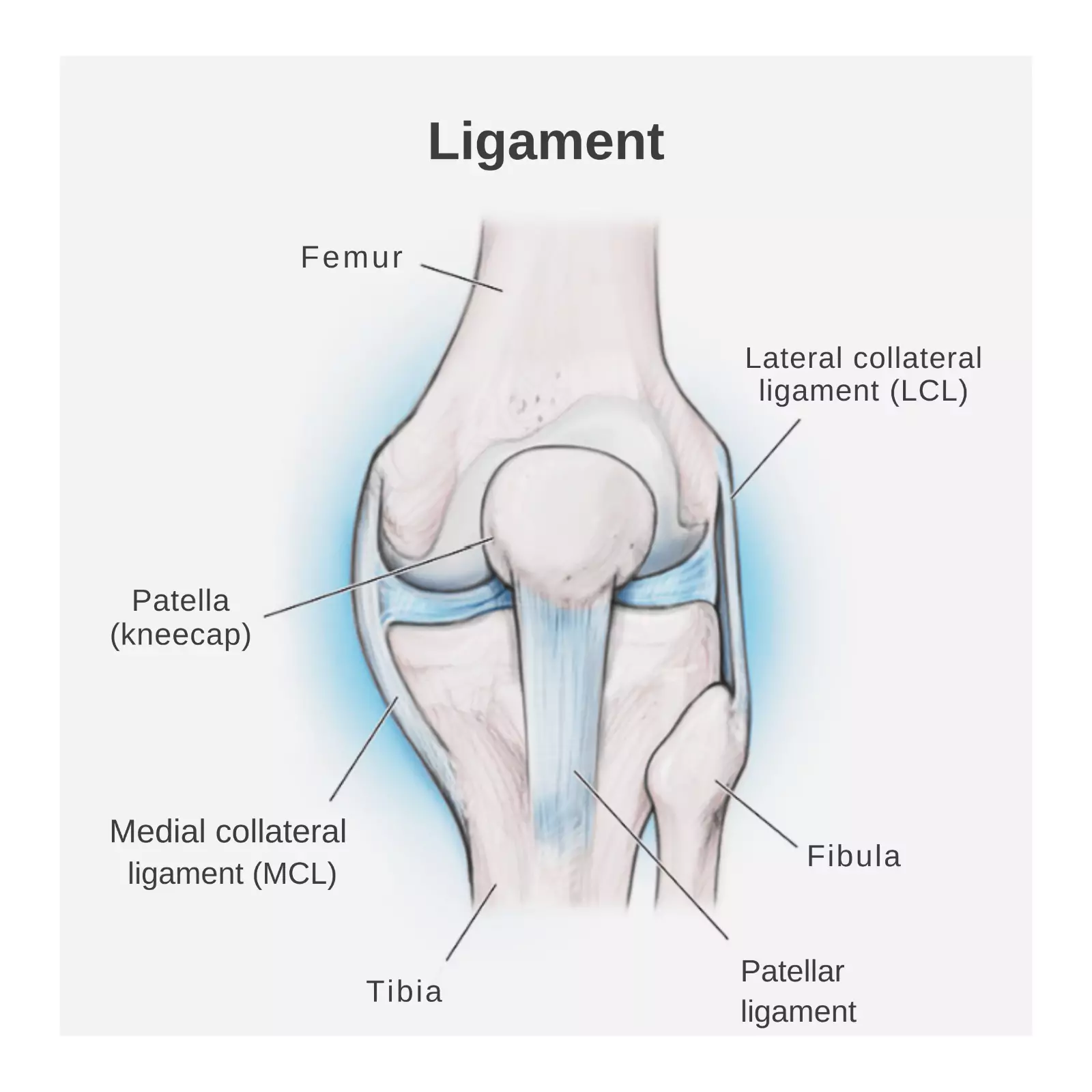 ligament